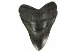 Fossil Megalodon Tooth - Massive Tooth #131203-1